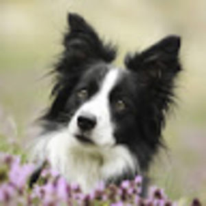 Meet your Posher, Wanda